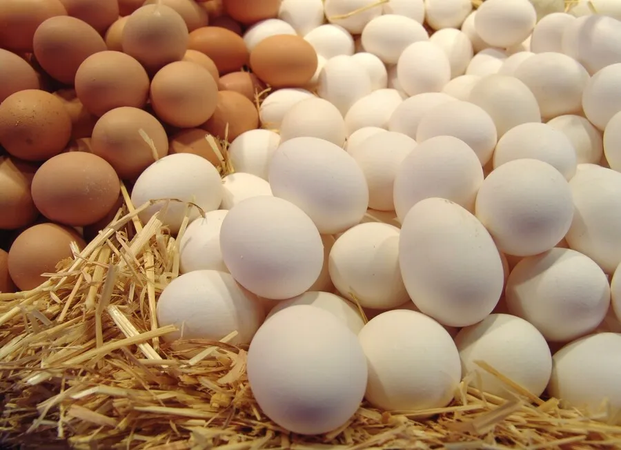 مجلس الوزراء العراقي يوافق رسمياً على فتح استيراد بيض المائدة