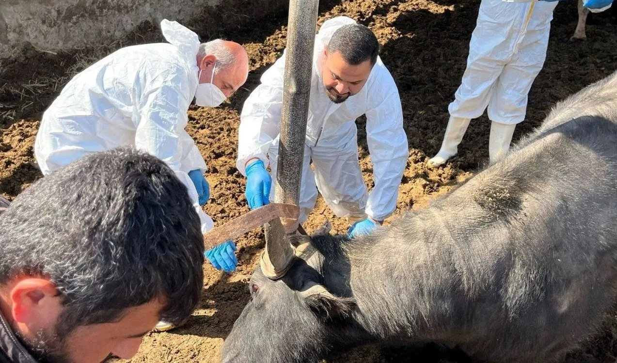 الزراعة توقف مؤقتا ترانزيت دخول الحيوانات الحية للعراق من سوريا ودول الخليج