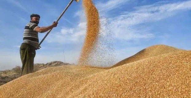 العراق يعلن اختتام موسم تسويق الحنطة في 10 محافظات بكميات تتجاوز 3 ملايين طن