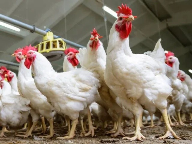 Ministry of Agriculture Seeks Tariff Adjustments to Stabilize Poultry, Egg, and Meat Prices