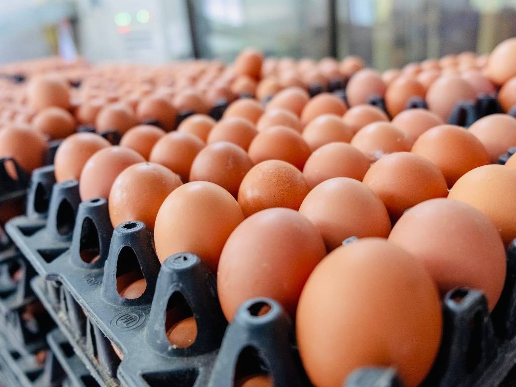 التجارة تؤكد تراجع أسعار اللحوم والدواجن والبيض قريباً