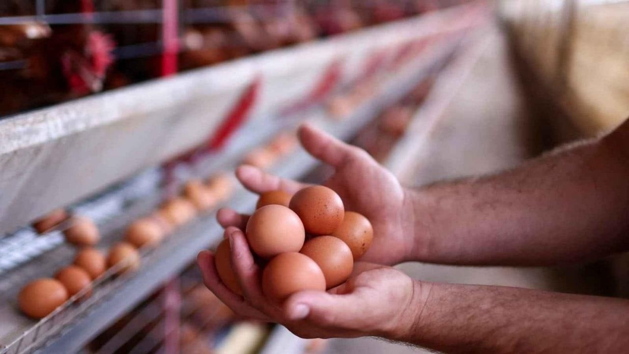 وزارة الزراعة تعلن إنتاج 6 مليارات بيضة سنوياً وتسعى لتحقيق الاكتفاء الذاتي